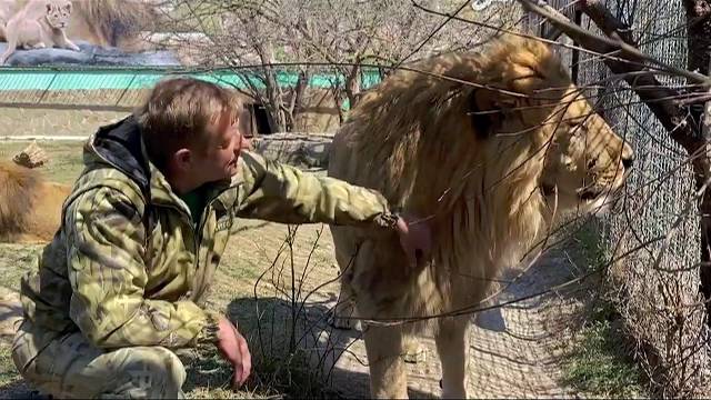 Бывают ли ситуации когда НЕЛЬЗЯ ПОДХОДИТЬ КО ЛЬВУ ?