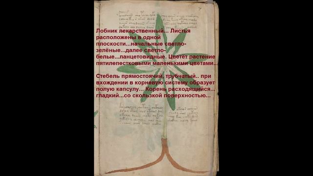 Voynich manuscript, translated from the dictionary. 7 s