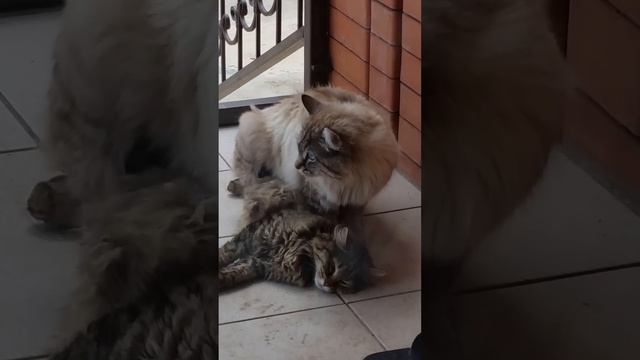 Кот затрахал кошку до полусмерти)