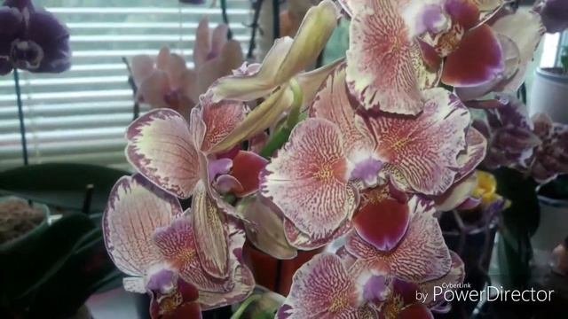 150💐Я КУПИЛА СВОЮ МЕЧТУ💖💖💖НОВИНКИ👍🤩