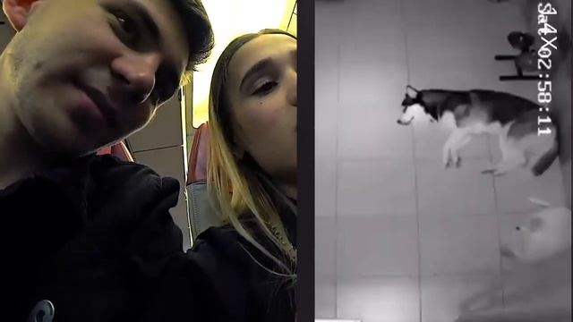 МОИ СОБАКИ ОДНИ! СЛЕЖУ ЗА НИМИ В САМОЛЁТЕ СКРЫТЫЕ КАМЕРЫ В НОМЕРЕ ДЛЯ ПИТОМЦЕВ! Скучаю по ним НОЧЬ