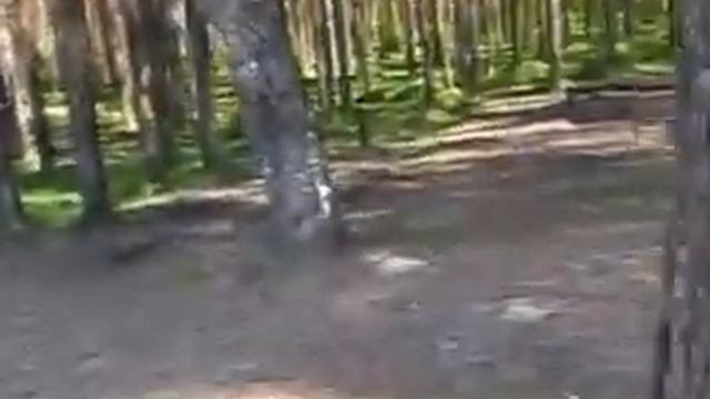 Сертолово.Продолжение 8.281