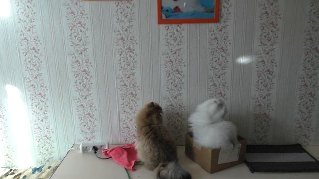 Кошка Юля и Кася охотится на солнечных зайчиков