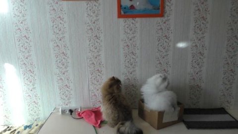 Кошка Юля и Кася охотится на солнечных зайчиков