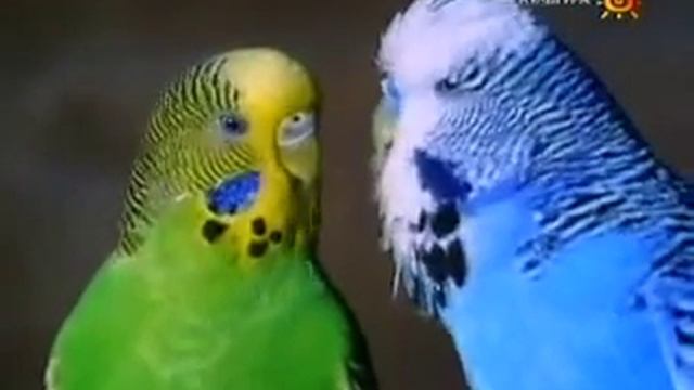 The Wild Bush Budgie Волнистые попугайчики
