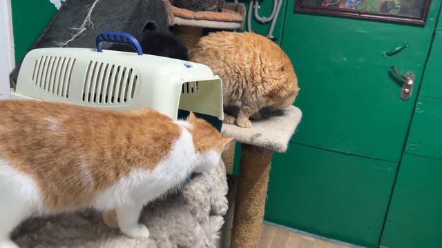 ANIMAL RESCUE / CAT HOUSE