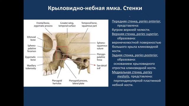 Клиническая краниология 07.09.21 - 14:15