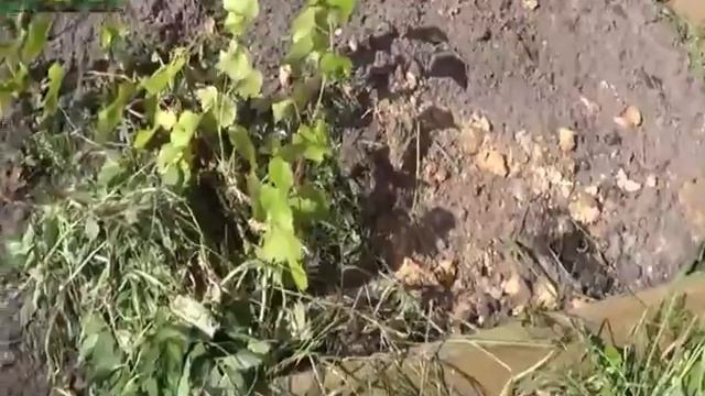Виноград. Приусадебное хозяйство. Сад и огород.