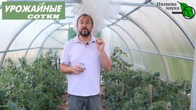 Не удаляйте листья, пока не сделаете ЭТО! Томаты будут вкуснее, ароматнее и раньше!