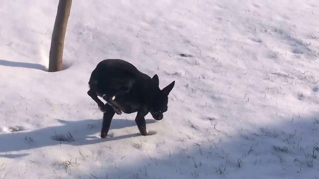 Той терьер на передних лапах. The Terrier On The Front Legs.