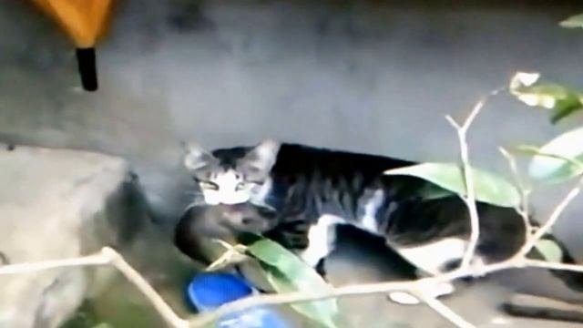 Кошка дерется с огромной крысой ! Часть 2
