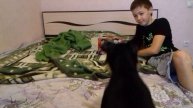 Гриффон АФАНАСИЙ и музыкальная шкатулка
