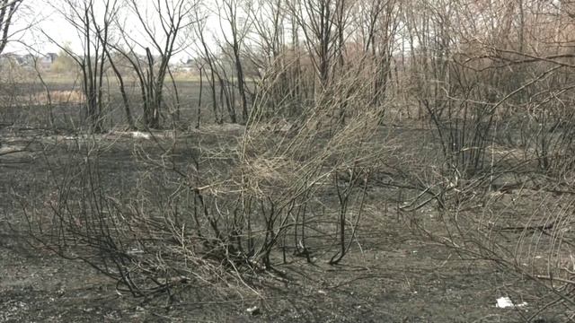 В Воронежской области в пять раз выросло количество районов с наивысшим классом пожарной опасности