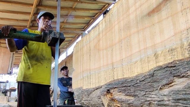 Sawing the World's Largest and Most Dangerous Teak Wood
