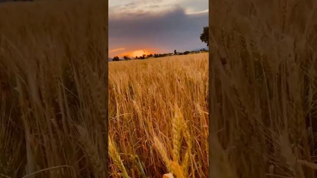 Русь