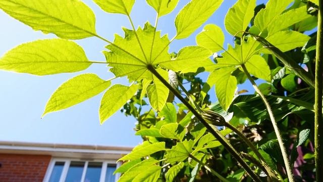 How to grow a TROPICAL JUNGLE in a small garden