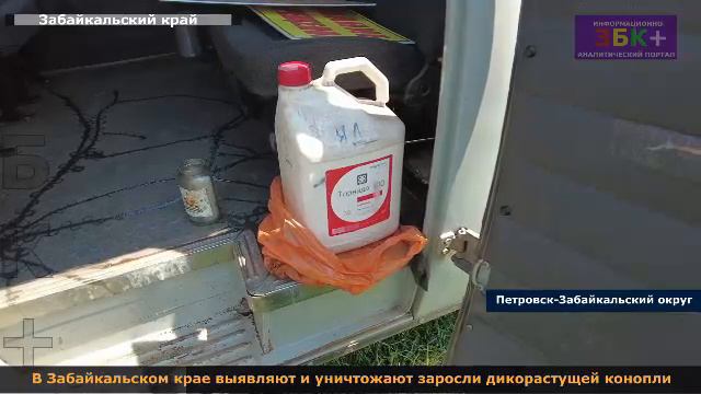 В Забайкальском крае выявляется и уничтожается дикорастущая конопля