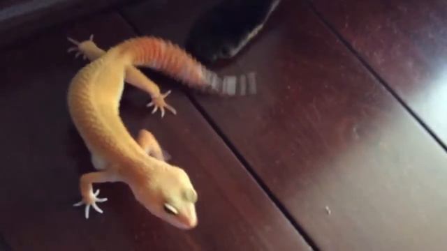Реакция кота на эублефара.