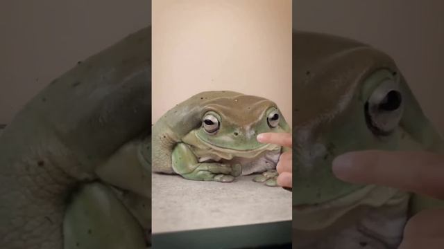 Легушонок
