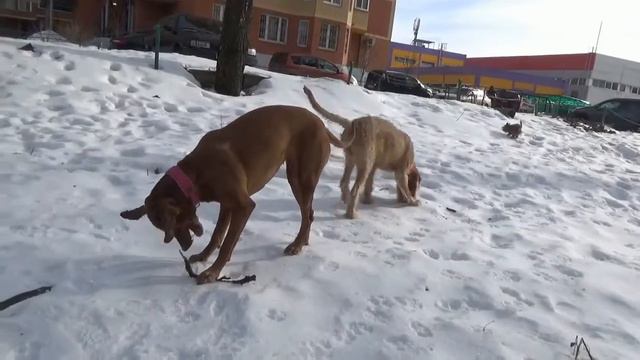 Выжлы и другие ( для Нонны)