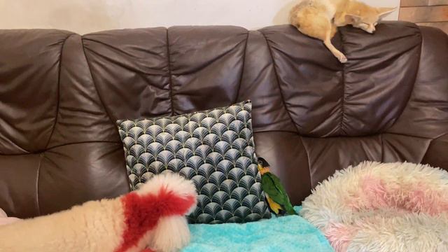 Mickey loves people but doesn't like being on camera. Микки любит людей но не любит быть в кадре.