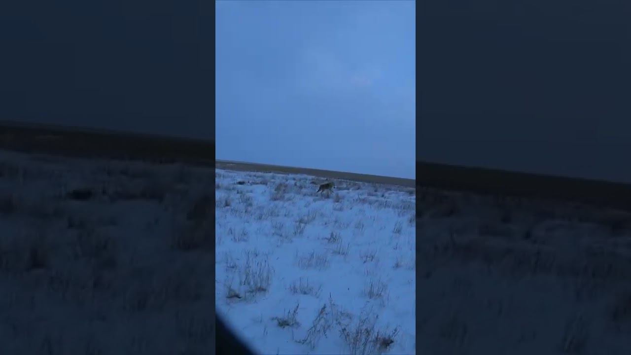 охота на волков !взял матерого волка!!!#shorts