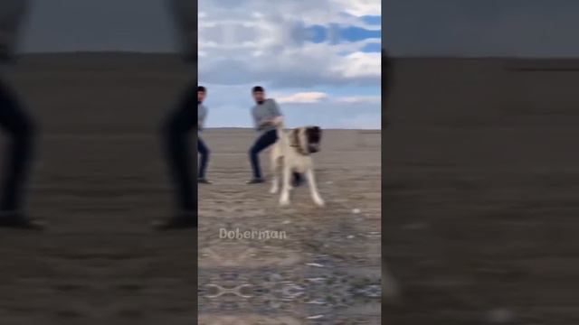 Эдит(Кангал) качество покинуло чат