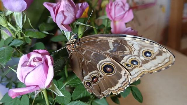 Morpho Peleides #morpho #peleides #insect #nature #butterfly #schmetterling #papillon #蝶