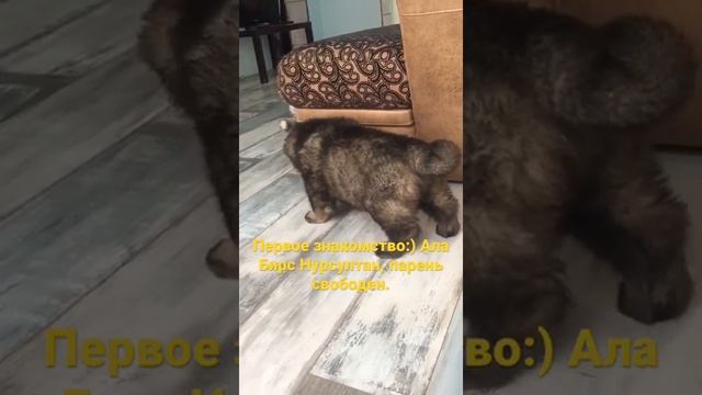 Щенок Кавказской овчарки