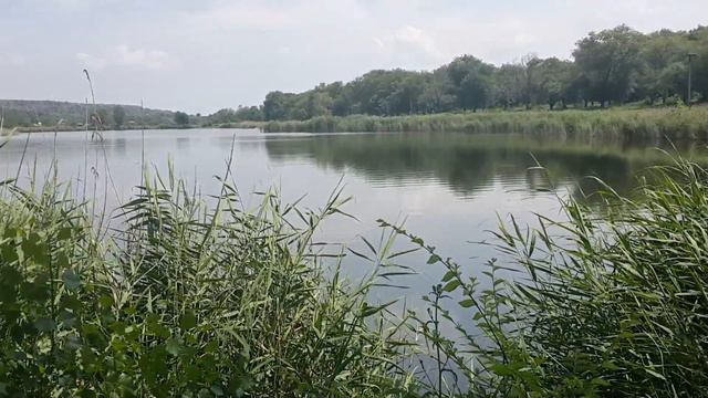 Соня выгуливает далматинца на речке Sonia walks Dalmatians on the river