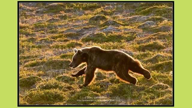 Рассказ о медведе