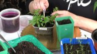 Порядки на грядке: как пересаживать перец