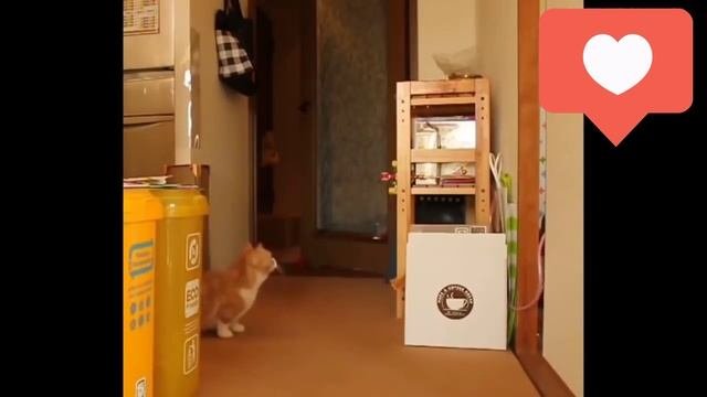 Очень забавные котики?