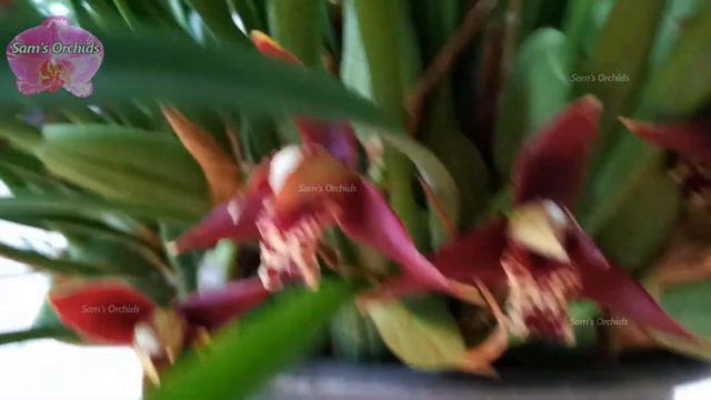 Coconut orchid with strong fragrance Maxillaria tenuifolia2019
