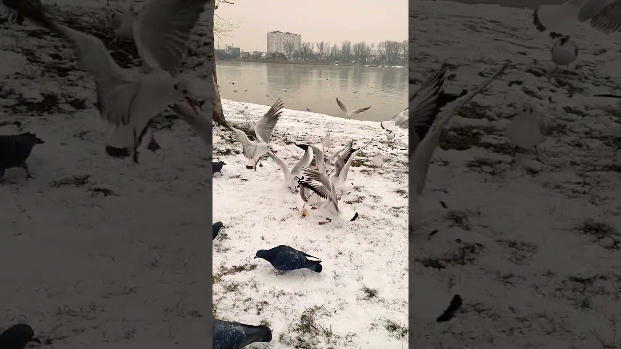 Карасунские голодные чайки(Karasun hungry gulls)