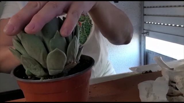 PACHYVERIA DRACO