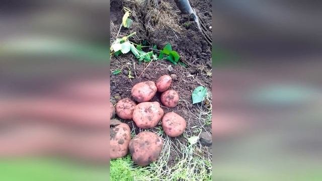 КАРТОФЕЛЬ БЕЗ ПРОВОЛОЧНИКА И ХИМИИ