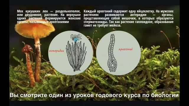 Отдел моховидные жизненный цикл кукушкиного льна