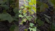 посадка черенков чёрной смородины