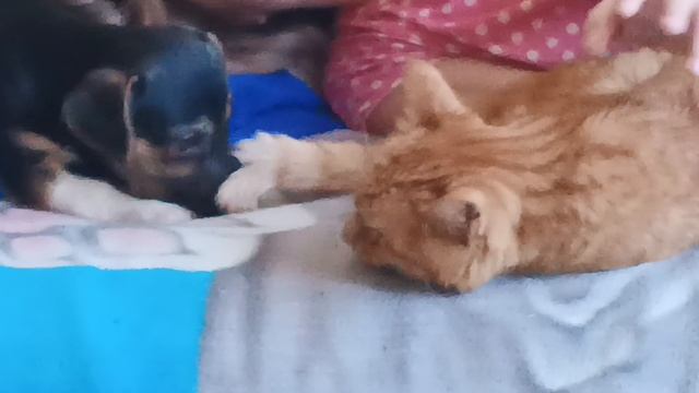 Немного детства Альмы, нарезка коротких видео