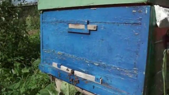 Пчеловодство. Когда полностью снимать магазины и медовые корпуса?