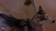 котик и хаски)
