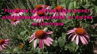 Эхинацея (рудбекия пурпурная) - выращивание из семян, от посева до цветения-1 (2) (2)