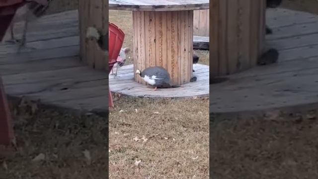 VID_20230109_153521_631.mp4
