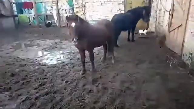 Пони тоже кони