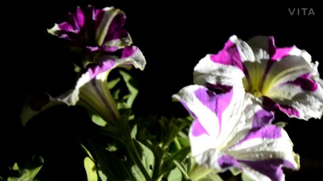 Satisfying Outlook Of Petunia Flower 1080 HD Wild Life