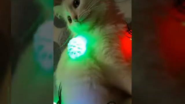 Мои коты.✌🐾 Сёма смешной🌟