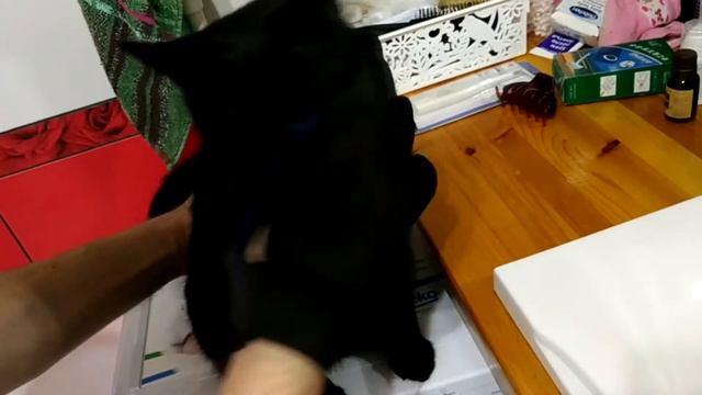 Перчатка для вычесывания котов с Aliexpress!