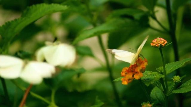 What does it mean to dream of butterflies? ? Time to fly away!