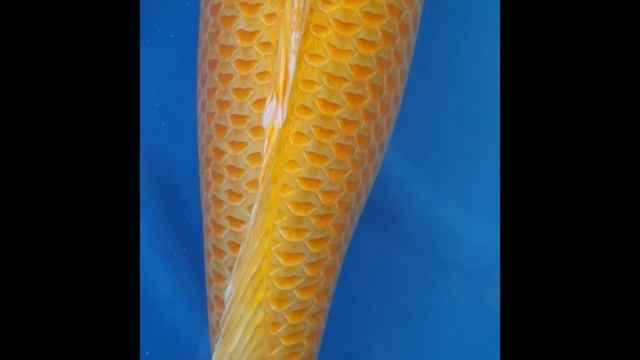 Новинки 9 - парчовые карпы кои: пятнистый, желтый и оранжевый